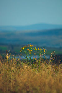 Plants growing on field by sea against sky