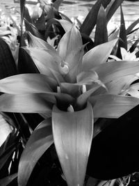 Close-up of flowers