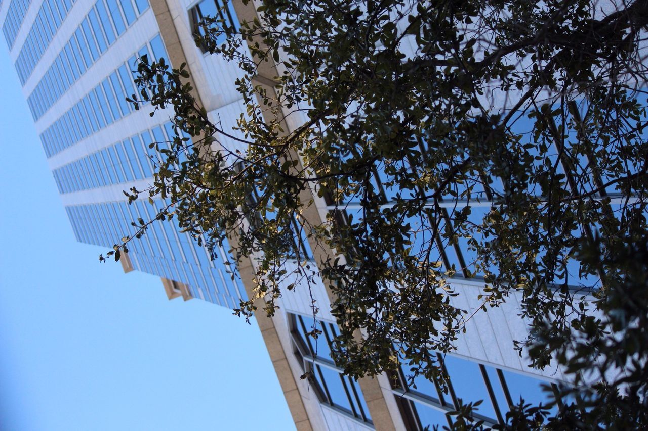 low angle view, architecture, built structure, building exterior, clear sky, building, blue, tree, branch, growth, day, city, no people, outdoors, sky, residential structure, residential building, window, tall - high, sunlight