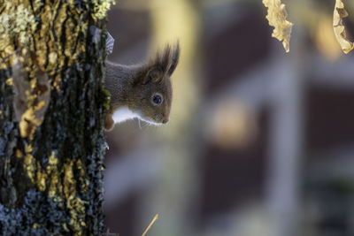 Close up of a squirrel peeping out behind an oak tree. the picture is taken in sweden during winter.