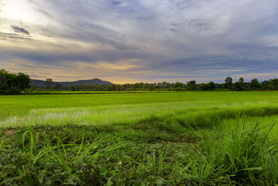 Scenic view of agricultural field against sky