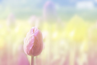 Close-up of pink tulip