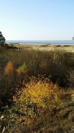 Scenic view of sea against clear sky