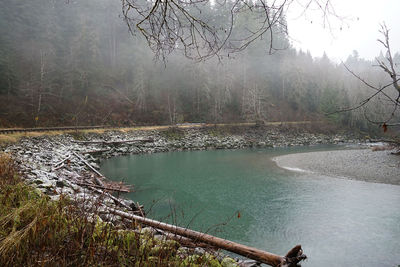 Scenic view of lake in forest