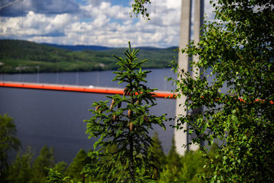 Plants against sky