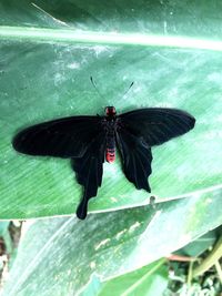 Close-up of butterfly on leaf