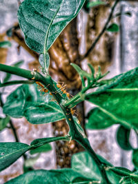 Close-up of water drop on leaf