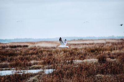 Bird flying over a field