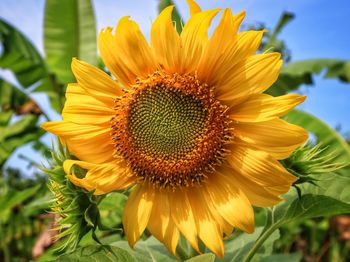 Close-up of sunflower