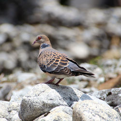 Close-up of bird perching on rock at field