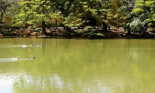 Ducks swimming in lake