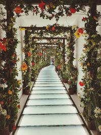 View of potted plants on staircase