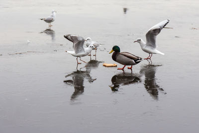 Birds in water during the winter months 