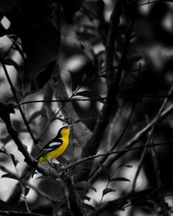 Close-up of bird perching on branch