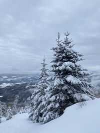 Snow covered pine tree against sky