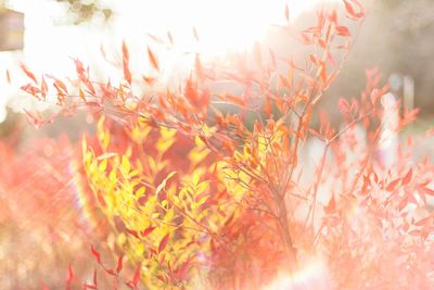 Close-up of flowers against blurred background