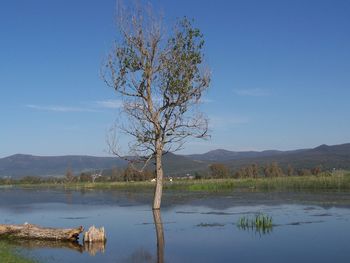 Tree by lake against blue sky