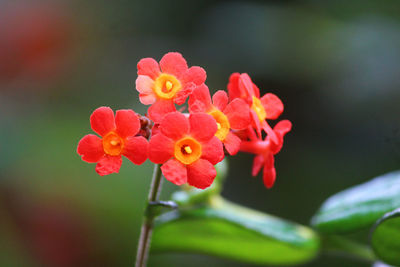Close-up of red flowering plant