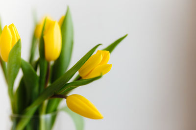 Close-up of yellow flowering plant