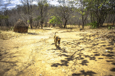 Dog on field by trees