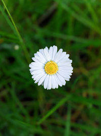 Close-up of white daisy flower