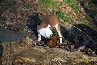 High angle view of animal on field