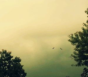 Low angle view of birds on tree