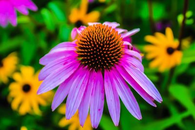 Close-up of purple coneflower blooming outdoors