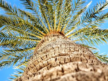 Low angle view of palm tree against blue sky