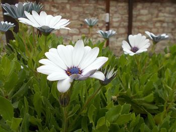 Close-up of white flowers