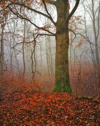 Trees growing in forest during autumn