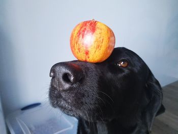 Close-up of black dog