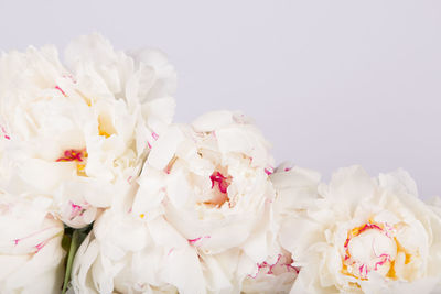 White peonies against white background