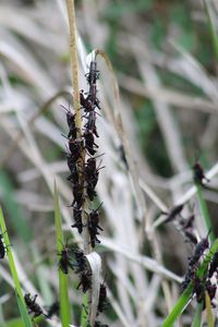 Close-up of insect on plant