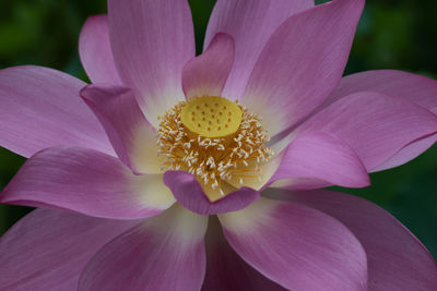 Close-up of pink lotus water lily