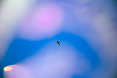 Low angle view of insect flying in sky