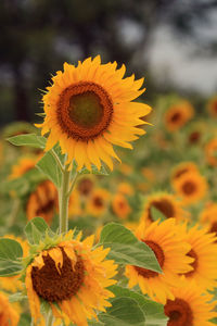 Close-up of sunflower