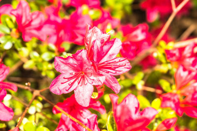 Close-up of flowers blooming outdoors