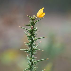 Close-up of yellow flower blooming outdoors