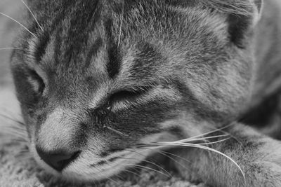 Close-up of cat sleeping on rug