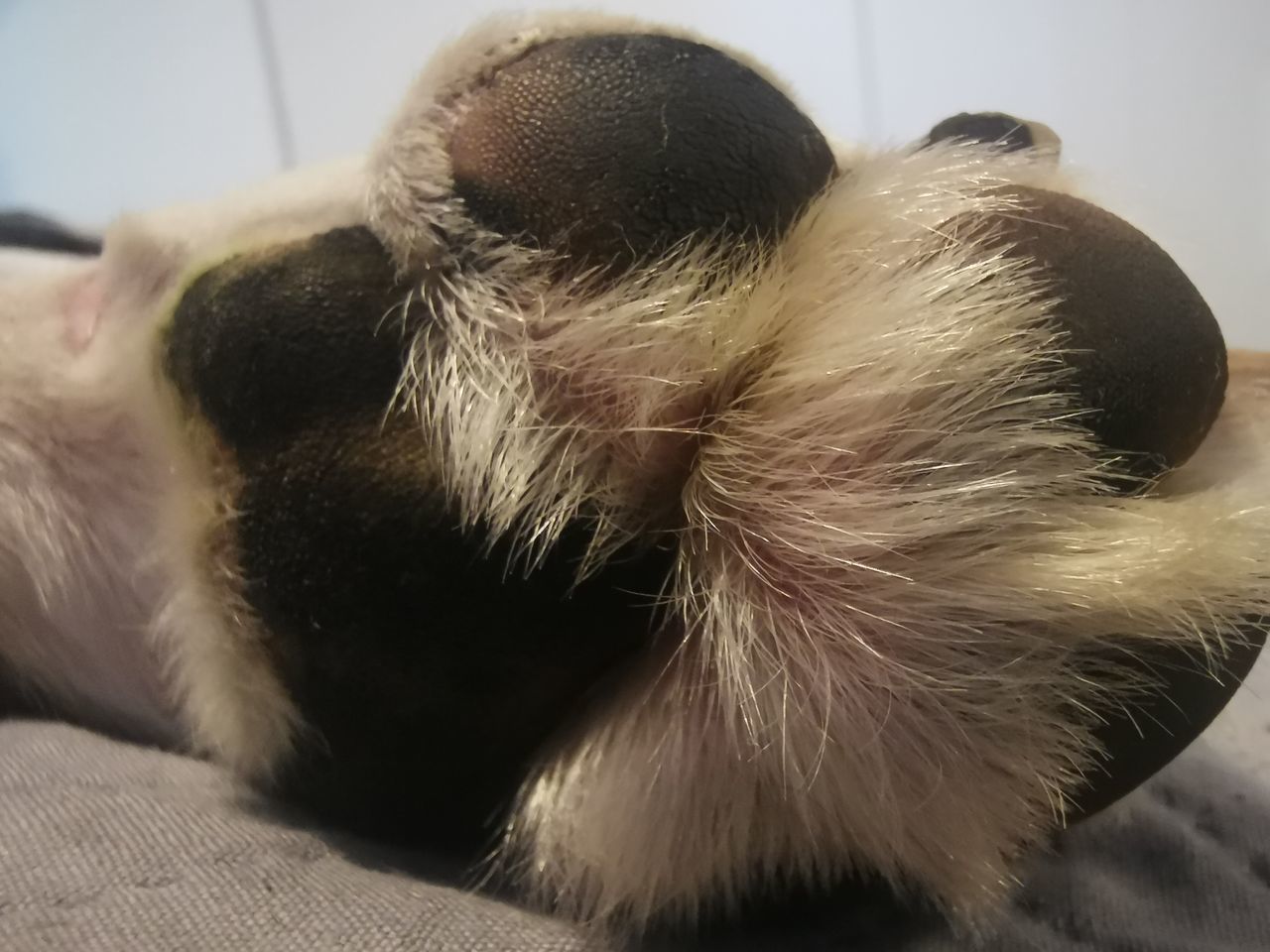 CLOSE-UP OF A DOG SLEEPING