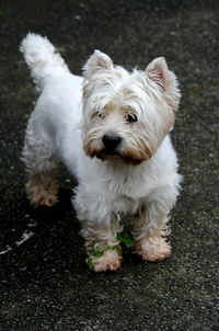 canine