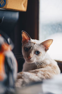 Close-up portrait of a cat at home