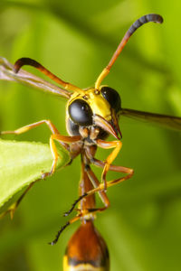 Close-up of insect