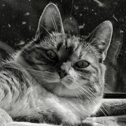 Close-up portrait of cat