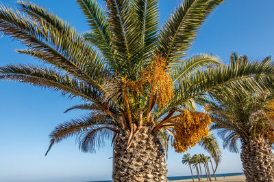 Low angle view of palm tree against sky