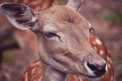 Close-up portrait of bambi 