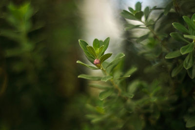 Close-up of plant