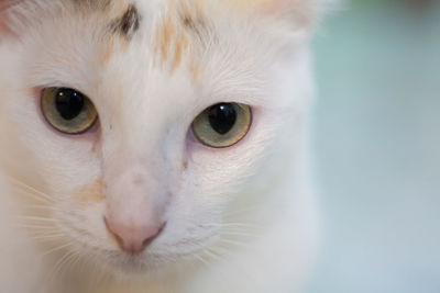 Close-up portrait of cat