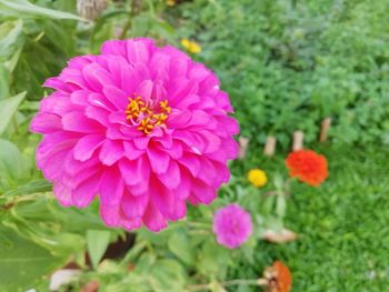 Close-up of pink flower in park